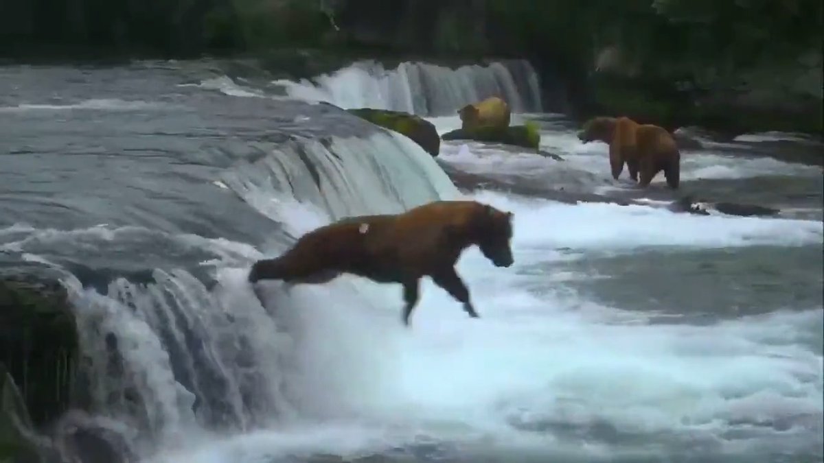 Bear belly flop! BearCam is back for the season. Watch Alaska brown bears fish for salmon live at Katmai National Park. Every year, they congregate to feast on sockeye salmon in the Brooks River. Watch now: Video by explore.org