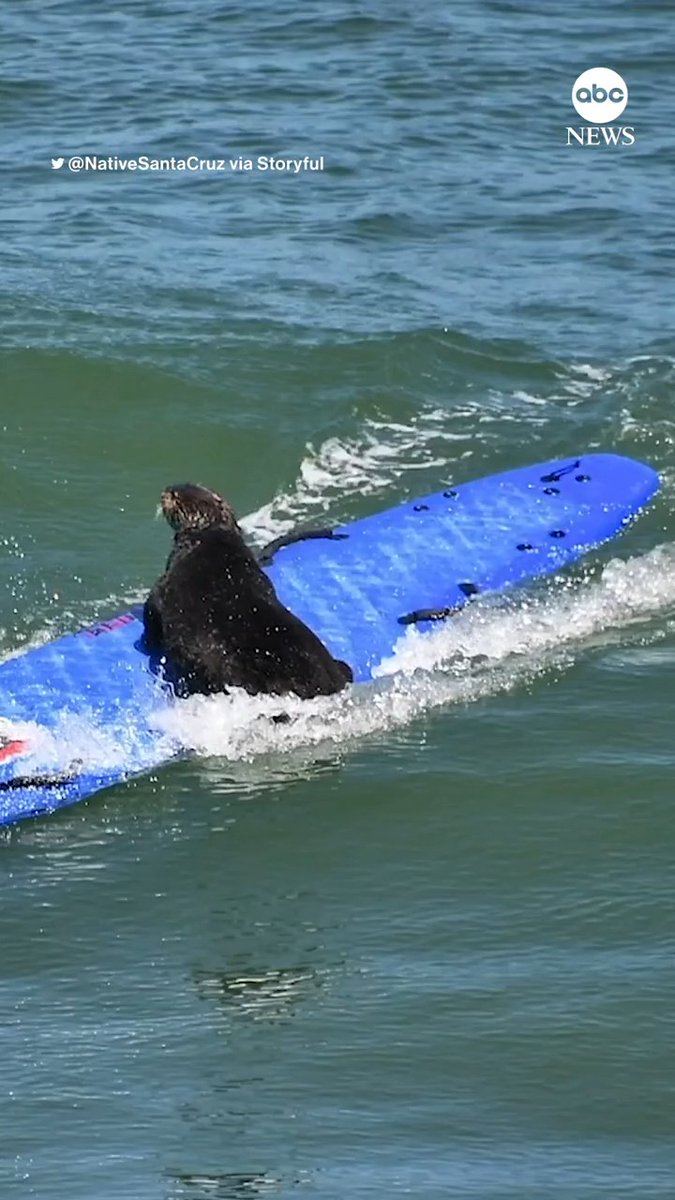 SURF'S UP: Cheeky sea otter casually commandeers a surfboard in Santa Cruz, California.