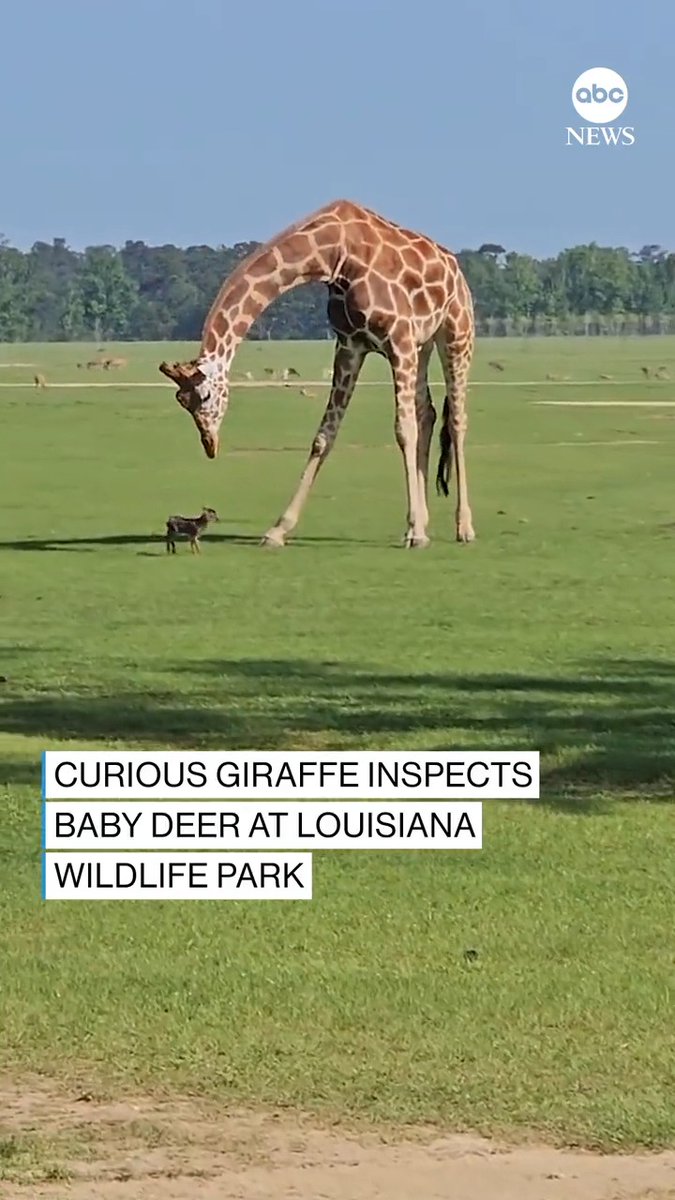 MAKING FRIENDS: Curious giraffe spotted having a sweet interaction with a baby deer at a safari park in Folsom, Louisiana.