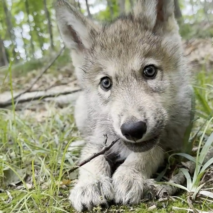 Chew on this! Wolf pup Silas found the perfect stick to soothe his teething troubles. 🐺