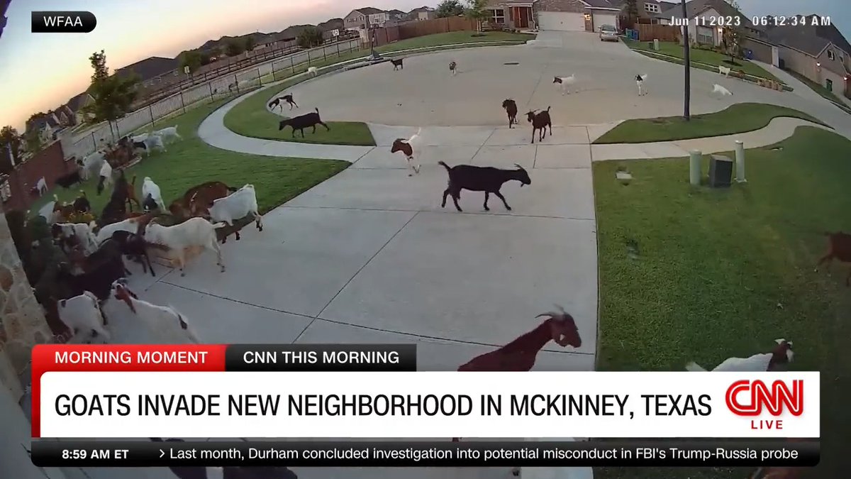 One McKinney, Texas, neighborhood was surprised to find a herd of runaway goats roaming around their lawns