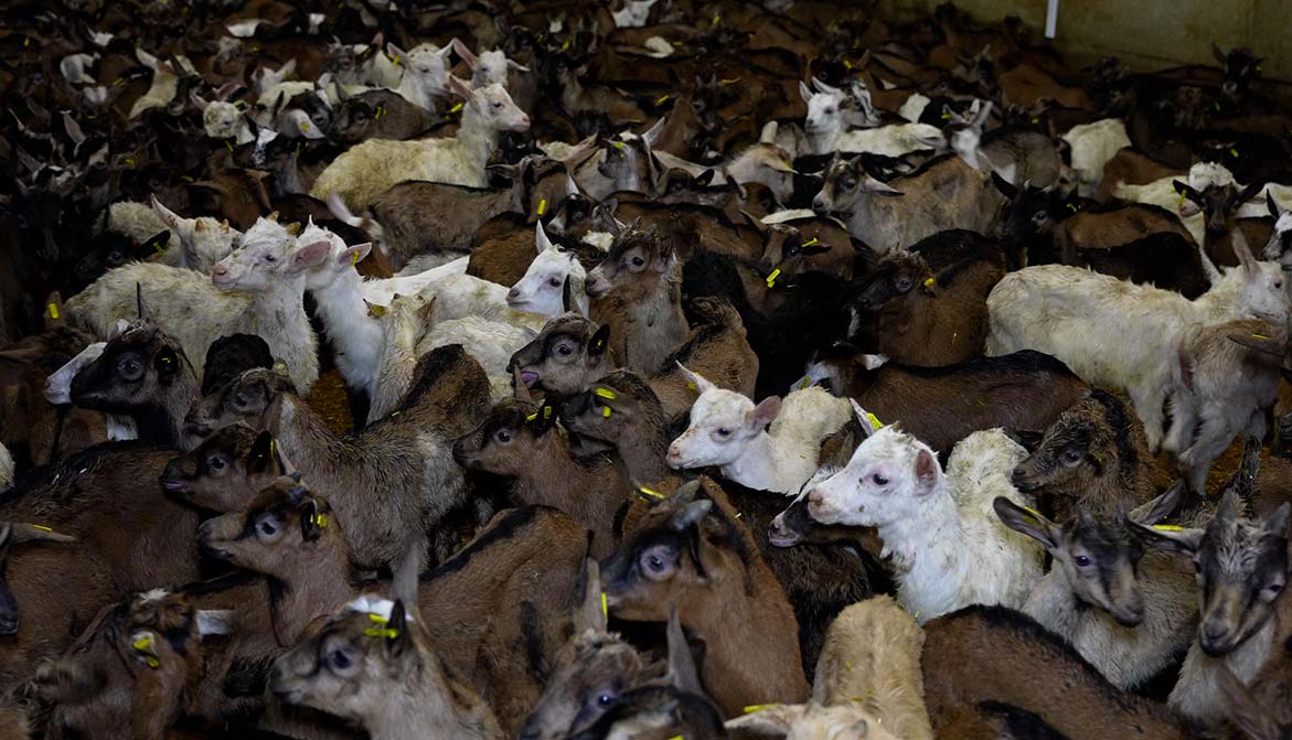 Une nouvelle enquête d’L214 éthique & animaux dénonce l’enfer subi par des chevreaux destinés à l’abattoir, dans une station d’engraissement en Saône-et-Loire sous contrat avec le groupe LDC. Marc Fesneau, #StopElevageIntensif ‼ 👇