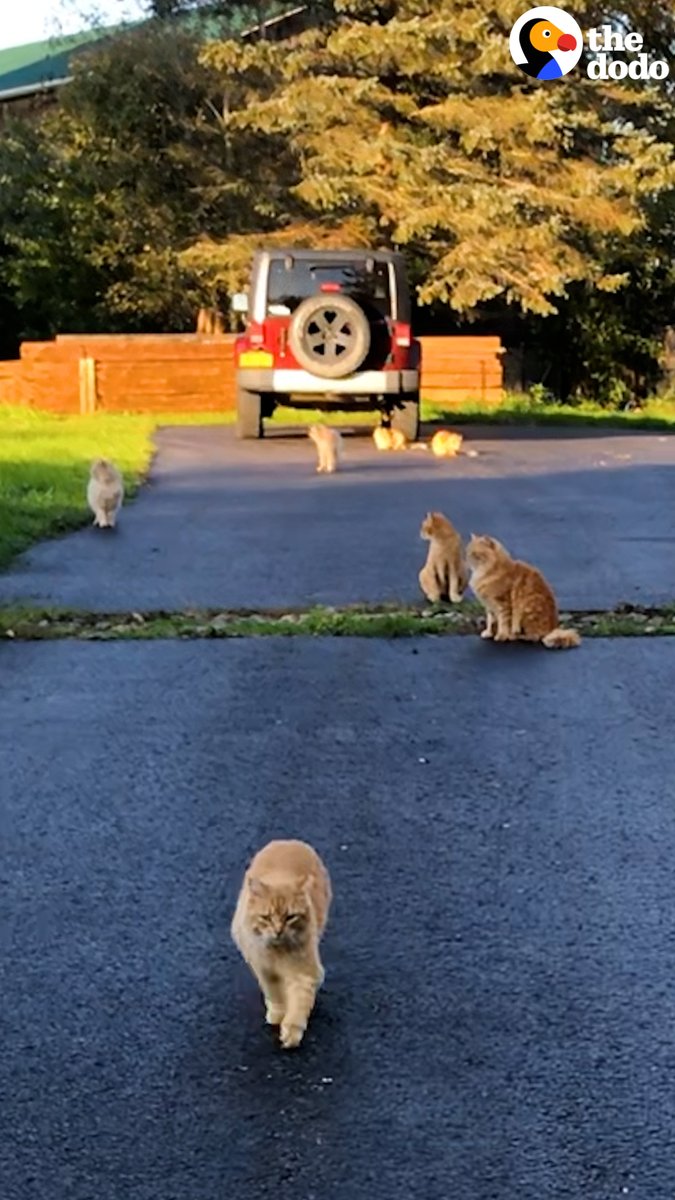 Couple buys a house that comes with 16 feral cats and decides to become their parents 😻