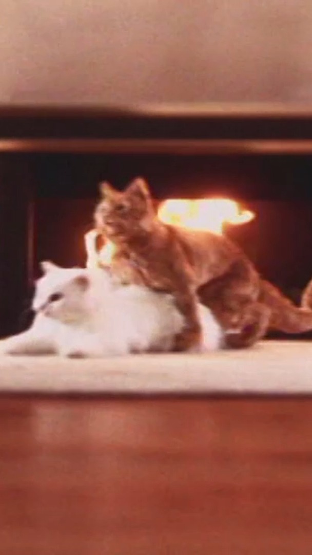 And just like that, you could have an unexpected litter of kittens if you don’t spay or neuter your cats.