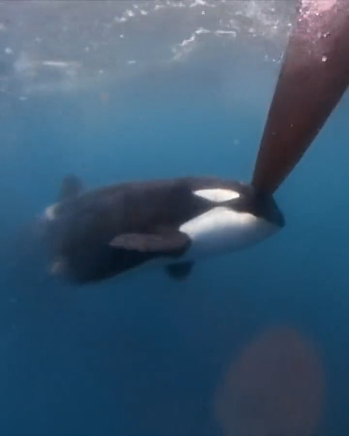 On their approach to Gibraltar this afternoon, Team JAJO encountered a pod of orcas which led to a scary moment on board the VO65! Thankfully, the crew and the boat are unharmed. The Dutch boat skippered by Jelmer van Beek is back on its way to Genova. #TheOceanRace #VO65Sprint