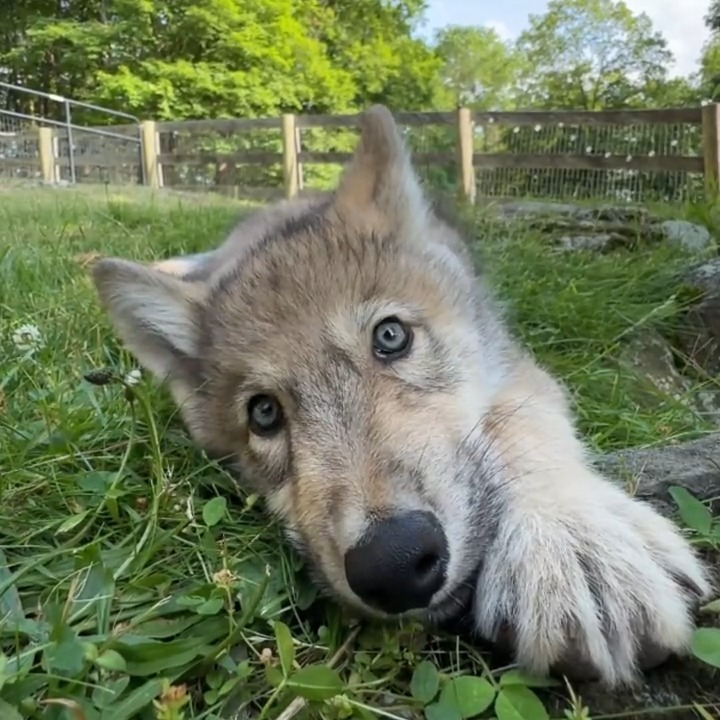 Your moment of calm 🐺