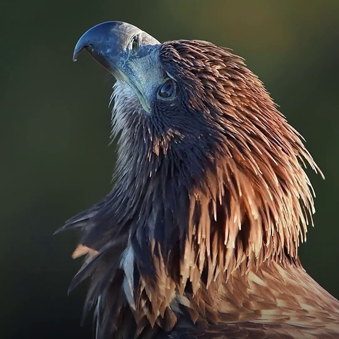 Learning to swoop, hover, and strike isn't as easy as it looks! 🦅 #HiddenWondersOfEurope