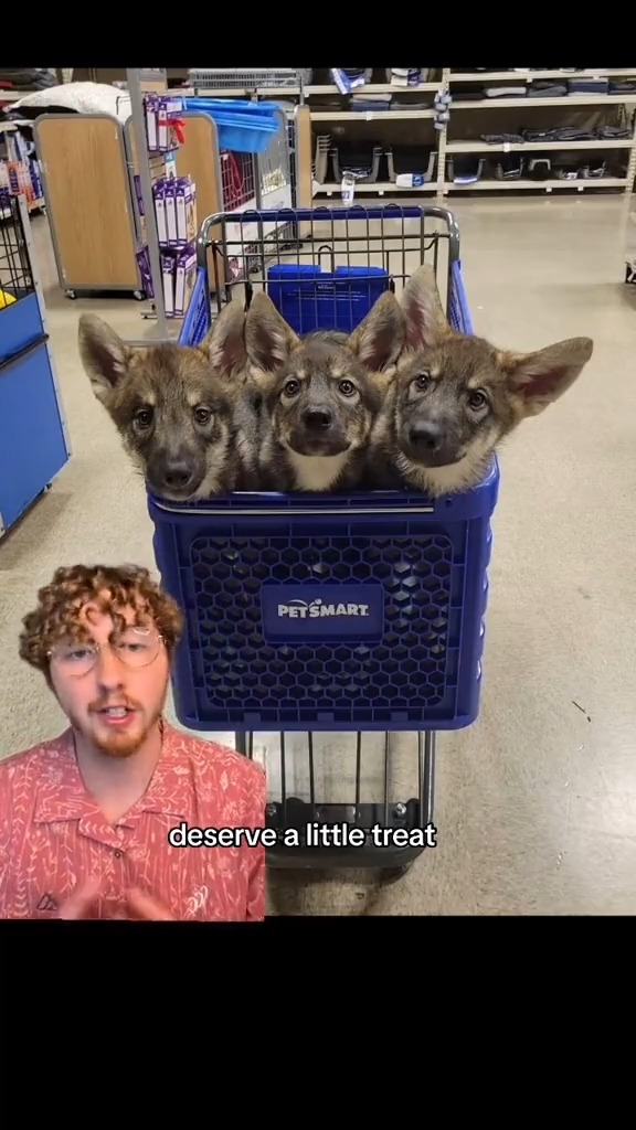 Here's the Top 5 Dogs of the week!
