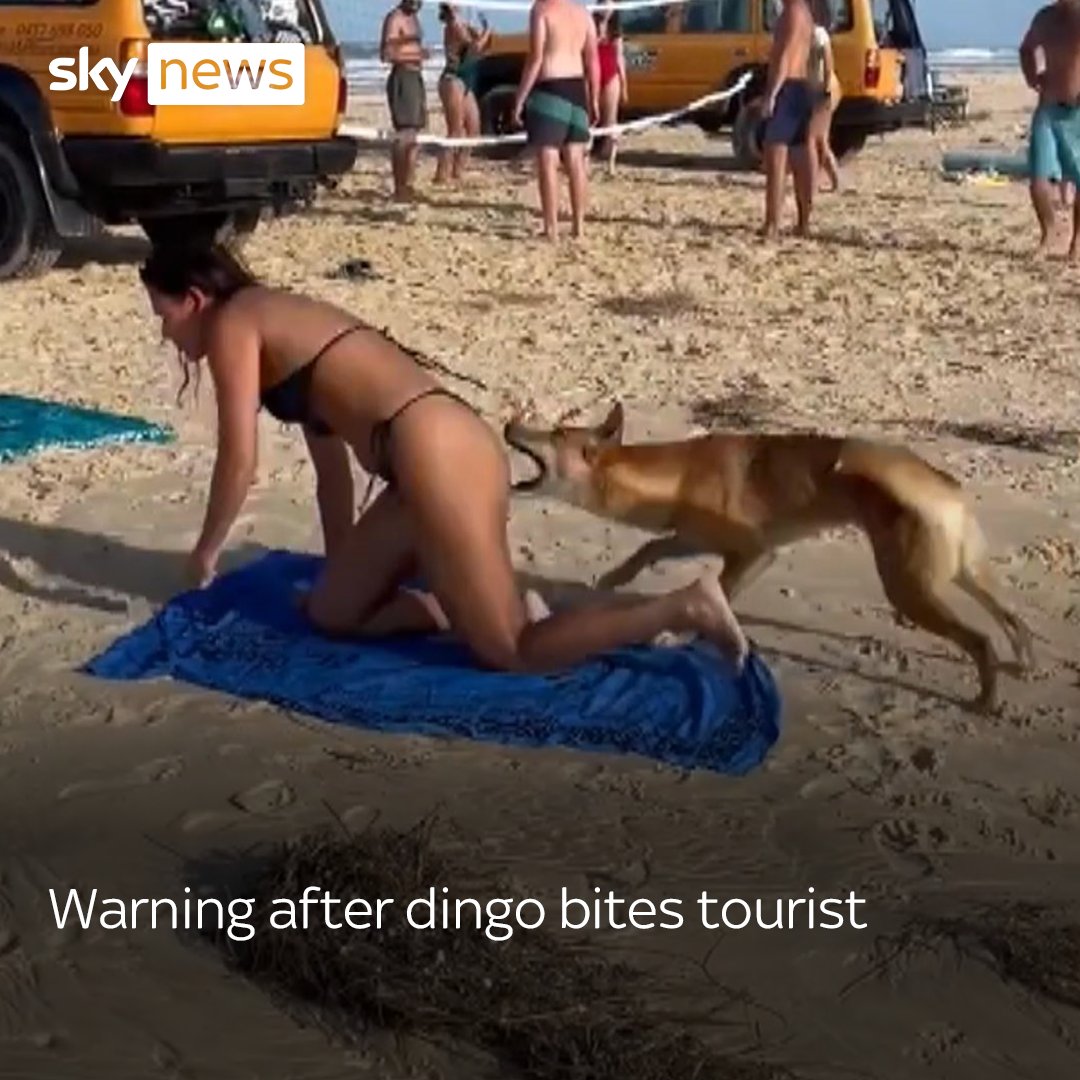 A dingo has been filmed biting a tourist in Australia. The Queensland Department of Environment and Science has warned of the danger posed by the wild animals