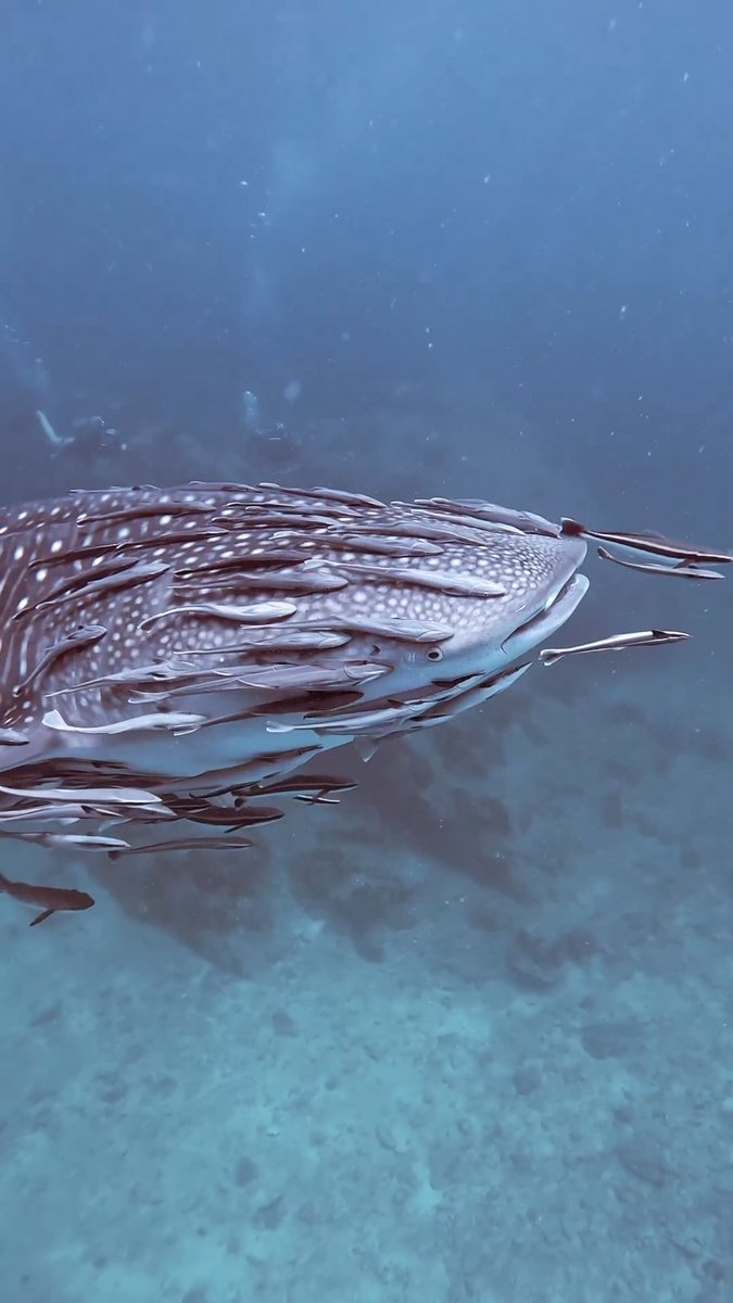 A front-row seat to symbiosis. cc: Phongsatorn Inpiliyanugul (