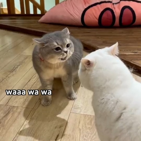 Cat arguing over feline impawtent things #meowed #TheMeowedClub