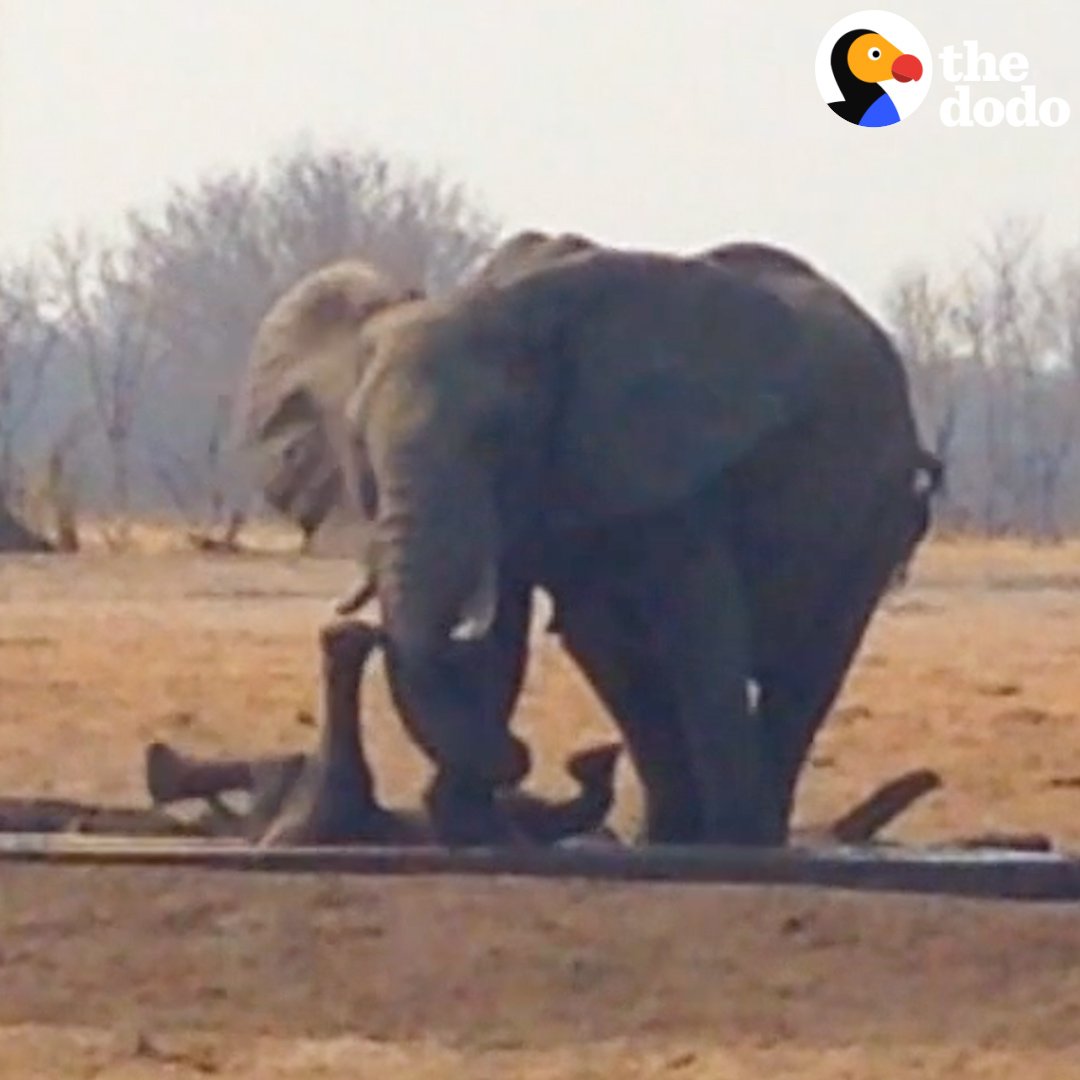 Elephants live in tightly-bonded female-led herds. This video shows how they care for each other when a young elephant falls in a water trough and gets stuck. [source, HD:
