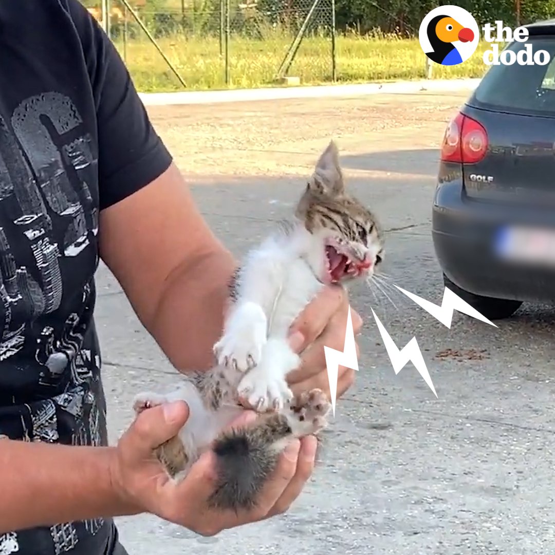 Tiny stray kitten tries to claw apart the big guy who rescues him 💗 Follow Dog Rescue Shelter Mladenovac, Serbia on YouTube for the latest updates:
