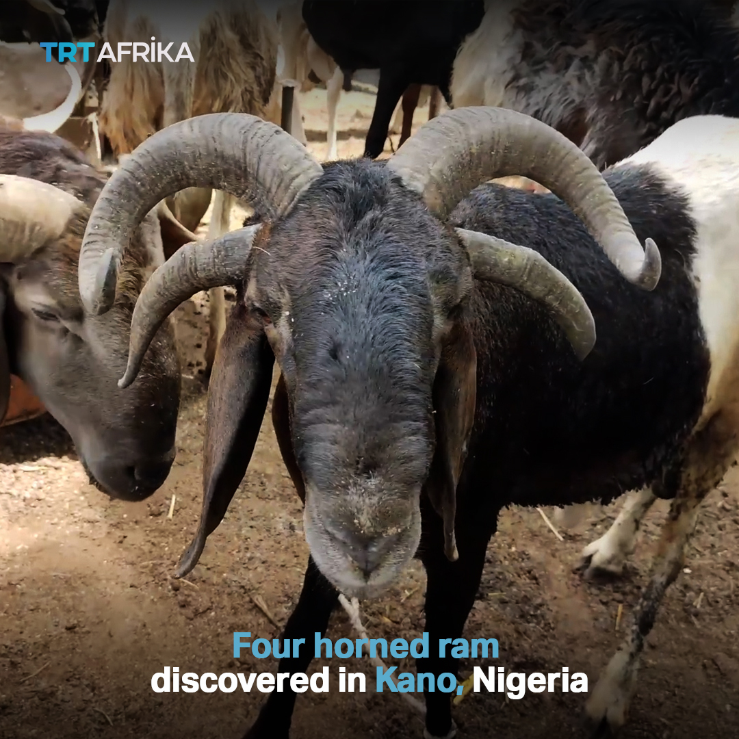 Four-horned ram steals the show in Nigeria