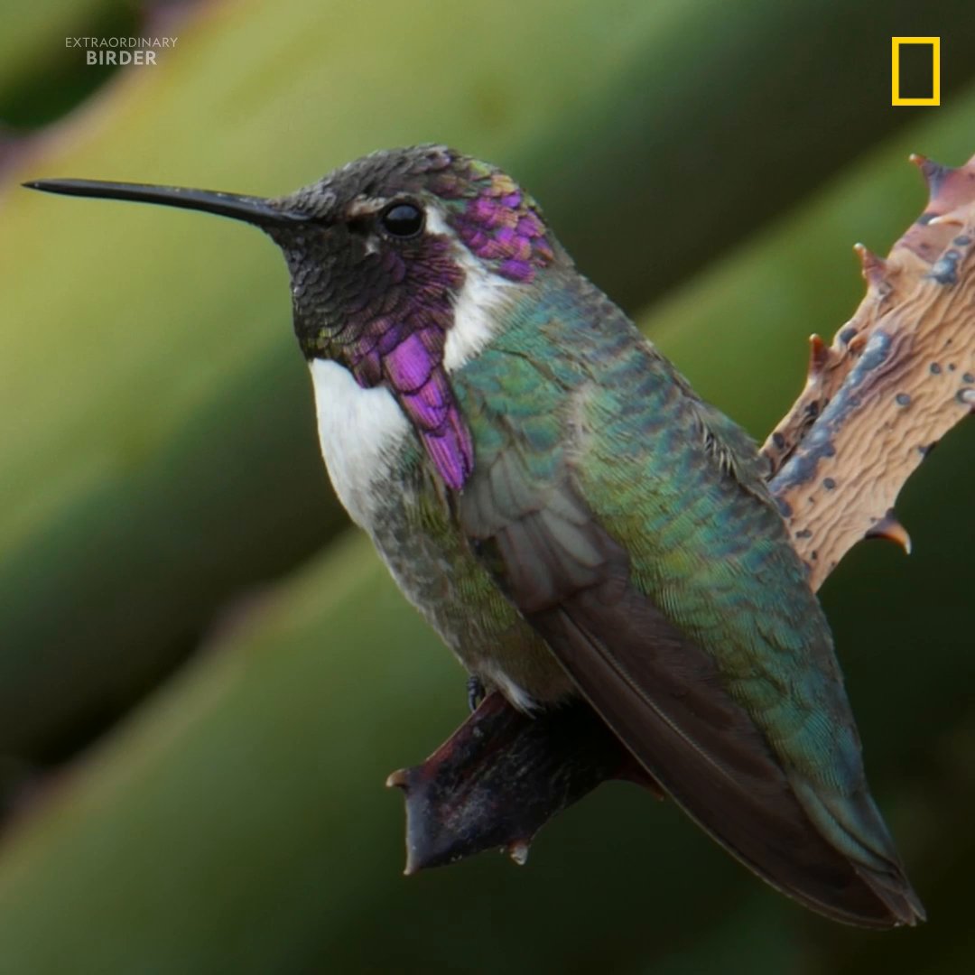 These birds are on a mission 🐦😎 #ExtraordinaryBirder
