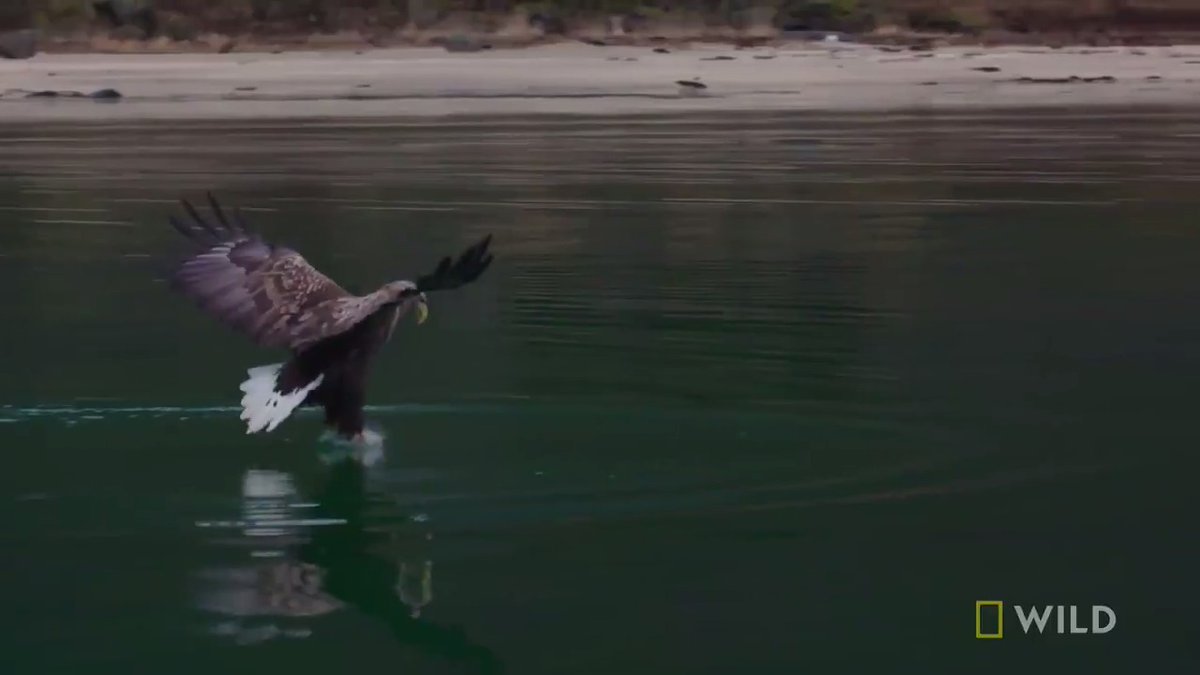 The white-tailed eagle is one the largest birds of prey on Earth, but that doesn't stop hunting from becoming competitive