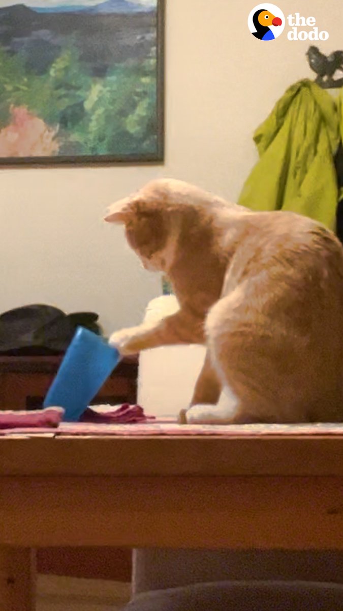 Kitten brothers team up to knock over every water glass in the house... and wait til you see what they do with the washing machine 😹