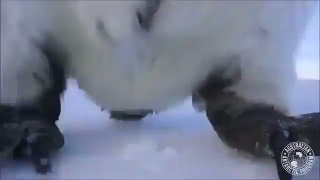 That time two emperor penguins became curious after a camera was left on the ice in Antarctica at the Auster Rookery and investigated, knocking over the camera and inadvertently taking a selfie [source, read more: