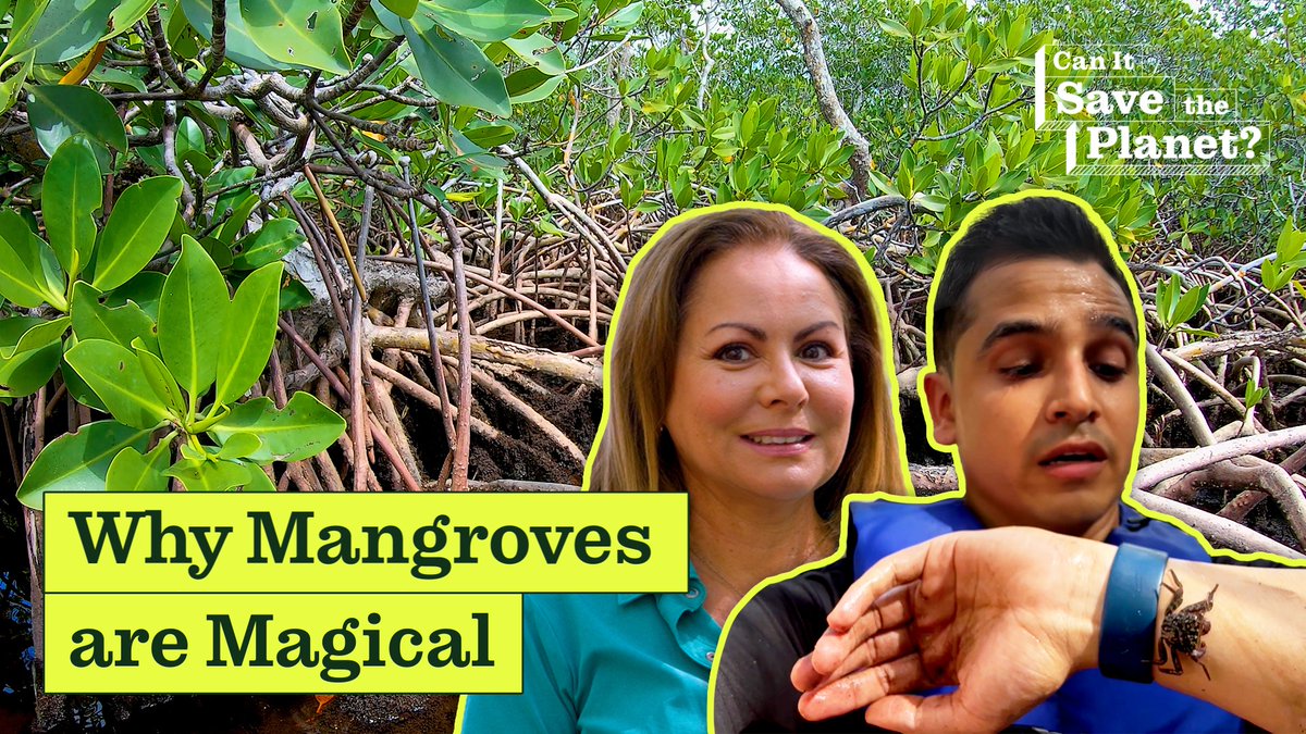 Mangrove swamps shield coastlines from erosion, protect the land from storm surges, and store up to 5x more carbon than other forests. But are we doing enough to protect them? Alejandro Alba traveled to Florida to find out if mangroves can save the planet.