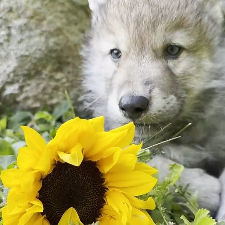 Your moment of calm 🐺