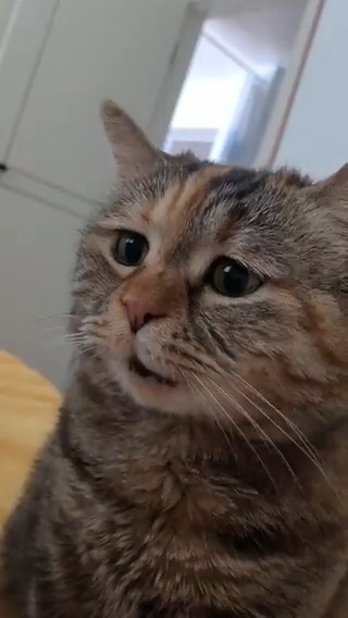 Ma … Maaaaaaaa #meowed #TheMeowedClub From 吟游诗人咣舅爷