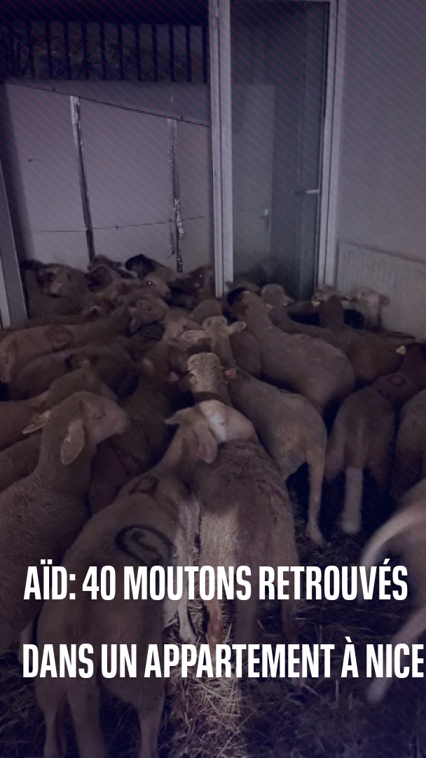 🐑🐑🐑 40 moutons retrouvés dans un appartement à Nice, destinés à être vendus pour l'Aïd el-Kebir