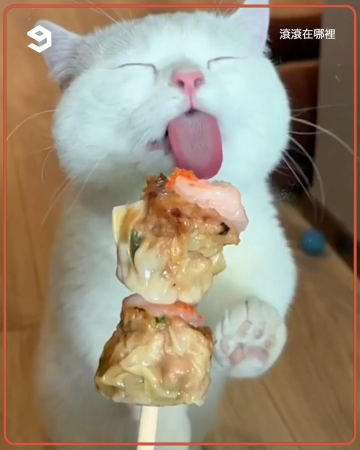 this cat is an excellent food critic