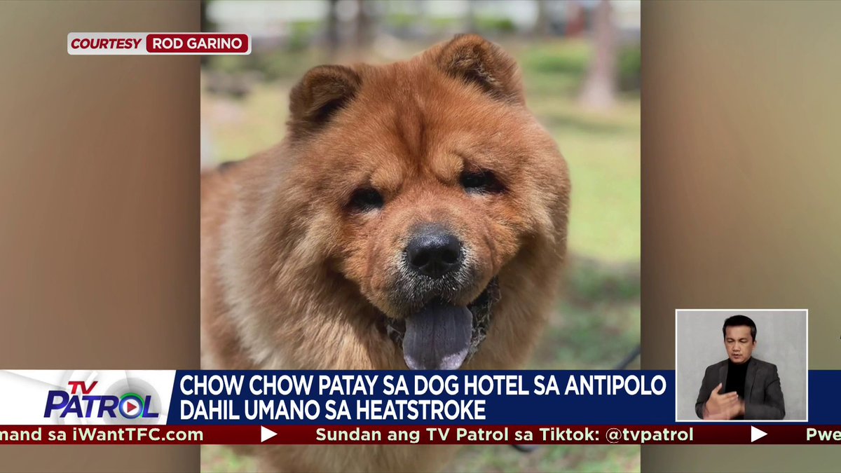 RUN FREE, KING. Hustisya ang sigaw ng isang fur parent matapos mamatay ang kaniyang alagang Chow Chow sa isang dog hotel dahil umano sa heat stroke. Humingi naman ng paumanhin at nagpahayag ng pakikidalamhati ang may-ari ng dog hotel. BASAHIN: