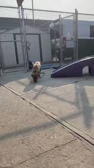 HOURS LEFT, Liger #173426 is DELISTED in preparation to die. A polite and well behaved 2yo who takes treats gently, he is struggling and highly fearful in the kill pound. Needs a VA to ME family with kids over 13 to survive and we have to save him. Please pledge RT Liger, DM Not the Same for assistance.