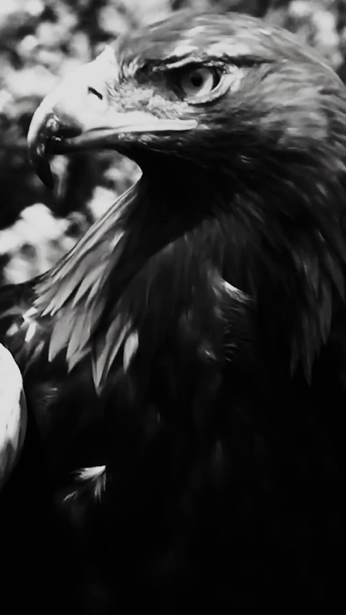 Derek Needham Beşiktaş’ta 🦅 2023-2024 sezonu transfer çalışmalarını sürdüren Erkek Basketbol Takımımız, Derek Needham’ı kadrosuna kattı. 🔗