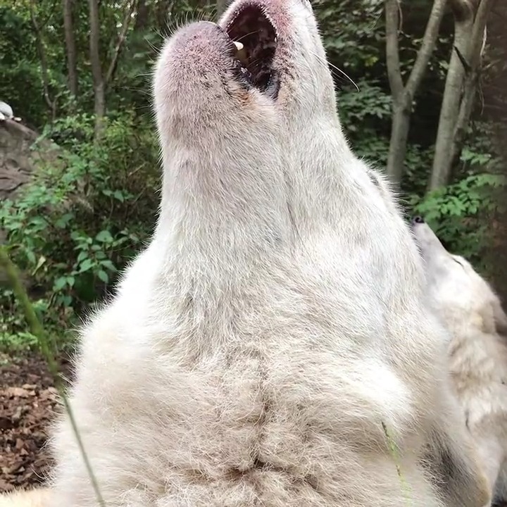 Remembering Alawa, our 'sweet-pea,' whose howls commanded attention & reverence. Her voice, a testament to her silent strength & leadership, will continue to echo in our hearts & minds. As she joins the wild chorus in the skies, we honor her profound legacy. We love you, Alawa ❤️