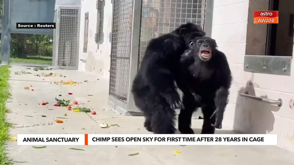 Vanilla, a 28-year-old chimpanzee, saw the open sky for the first time at her new home in Florida after spending years at a New York medical research lab. #AWANITonight #AWANInews