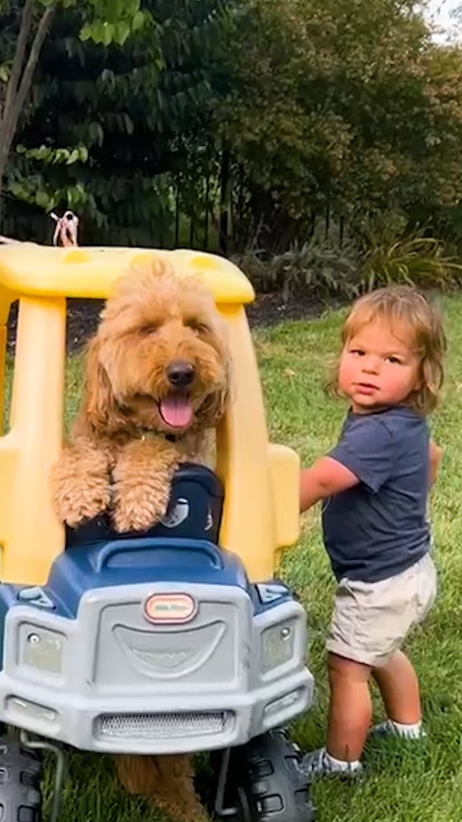 This Goldendoodle stayed glued to Mom throughout pregnancy and now gets car rides from his baby brother 😂❤️