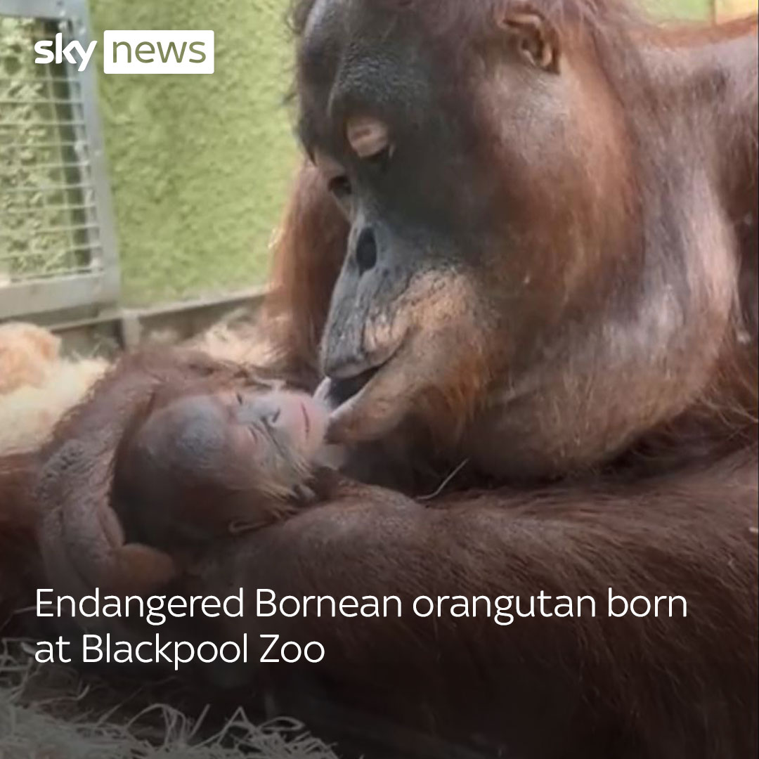 A critically endangered Bornean orangutan has been born at Blackpool Zoo for the first time in 20 years. Latest videos:
