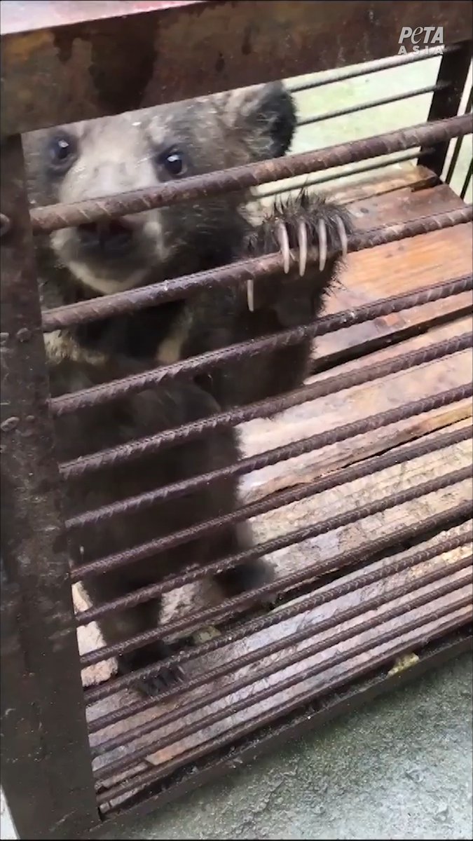 You can see the terror &amp; fear in these baby bears’ eyes 💔 They should be with their moms, not alone &amp; used for a circus.