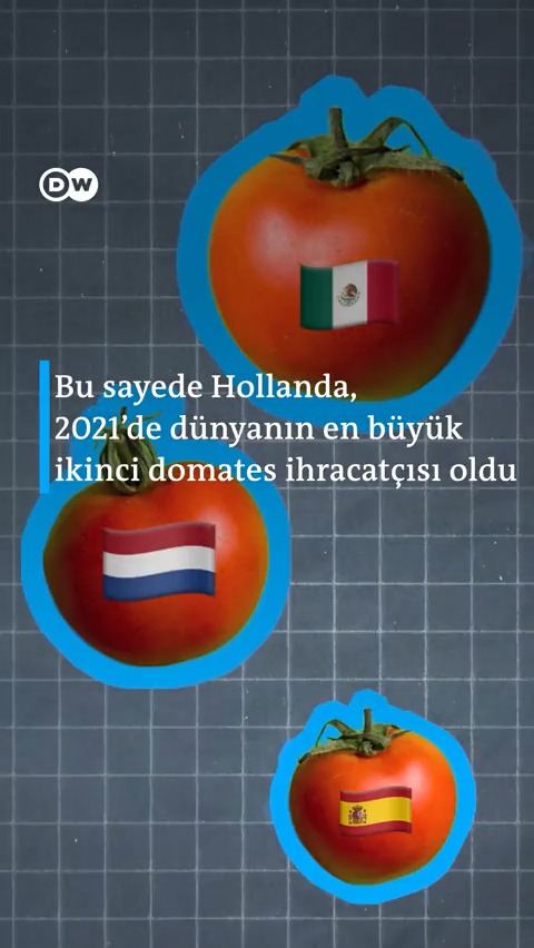 Hollanda nasıl dünyanın en büyük domates ihracatçılarından biri haline geldi? 🍅 Üstelik çok kısıtlı bir alanda tarım yapmasına rağmen... #PlanetA