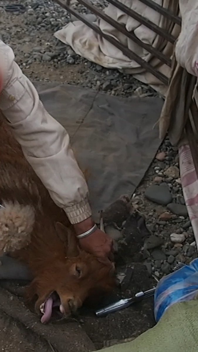 The story behind cashmere is ALWAYS dark 👇 Don’t buy it.