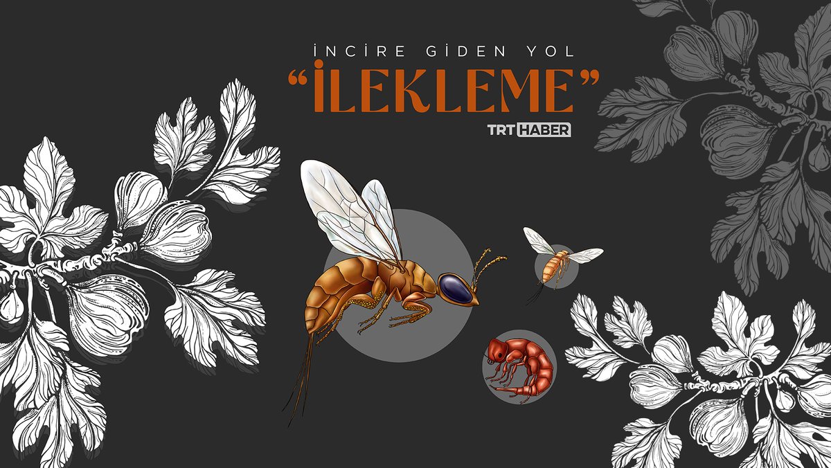 Şarkıda söylendiği gibi “incirler olana kadar kalmak" sadece zaman değil, emek ve fedakarlık meselesi. Kalması istenen kişi ne yaptı bilmiyoruz ancak incirin ne zaman ve nasıl olacağını İzmir Tire’de öğrendik. İncir, zahmetli bir işlemle yetiştiriliyor: İlekleme…