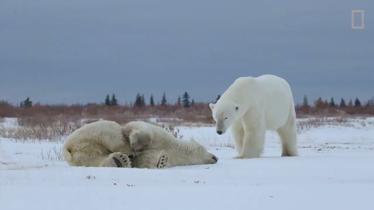 They're solitary most of the year, but when male polar bears finally meet up, they can be surprisingly playful