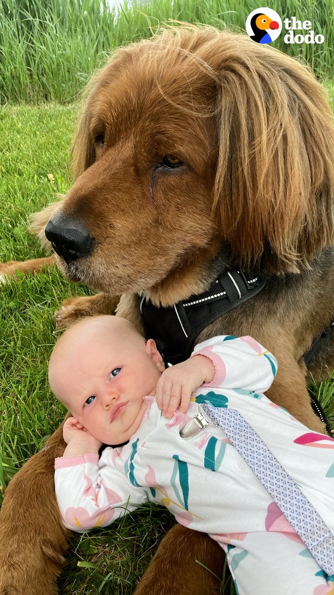 135-pound dog walks so carefully when his toddler sister has the leash 💞