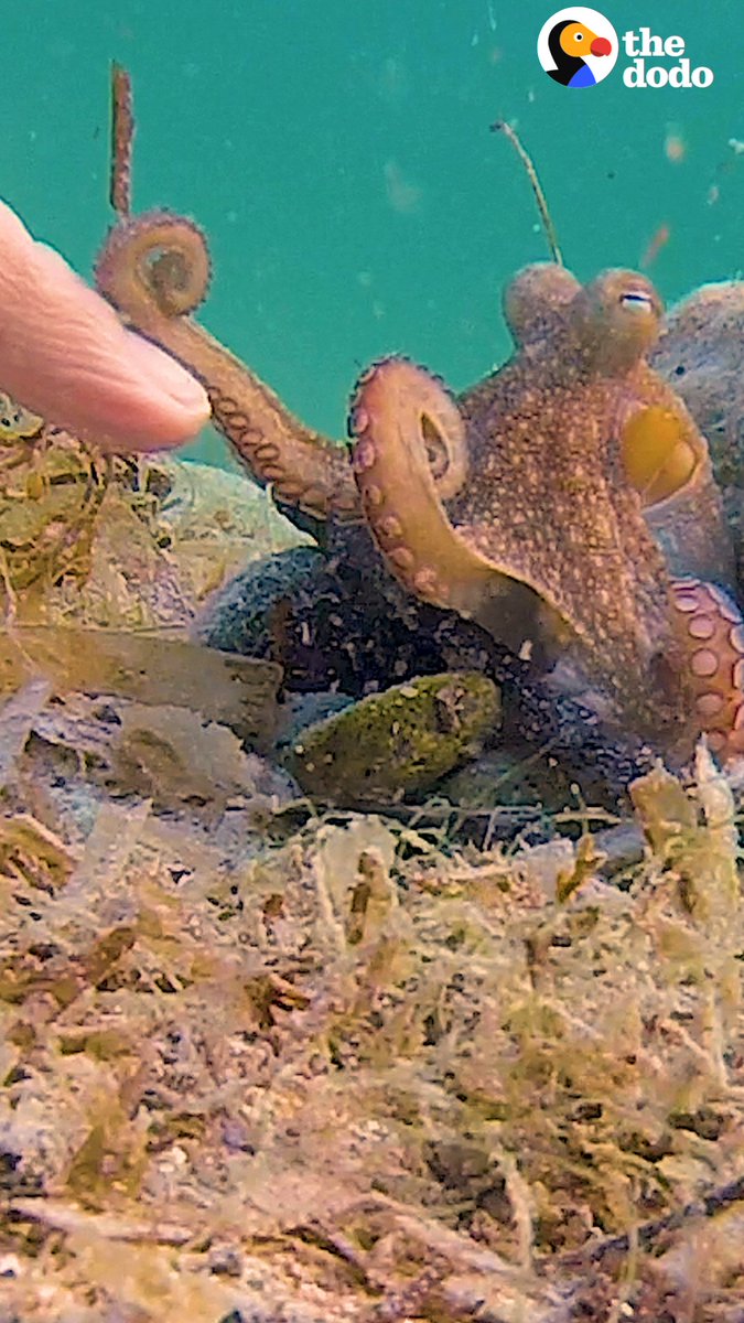 Tiny octopus swims up to this woman to gives her little handshakes — then waits for her every day to bring him gifts 😍