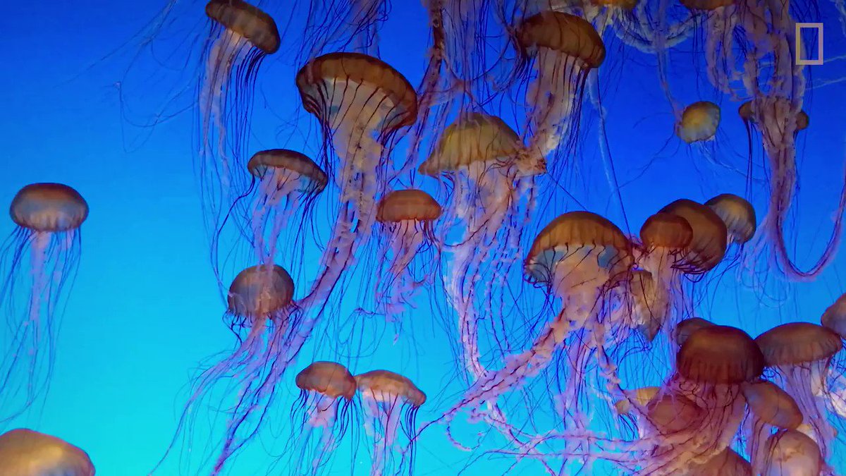 Squishy, brainless, beautiful—jellyfish are all of these things and more!