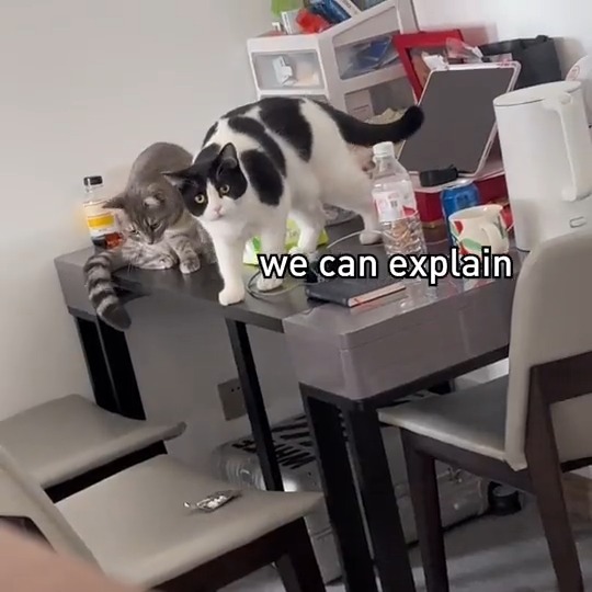 Why are cats so entertaining? #meowed #TheMeowedClub