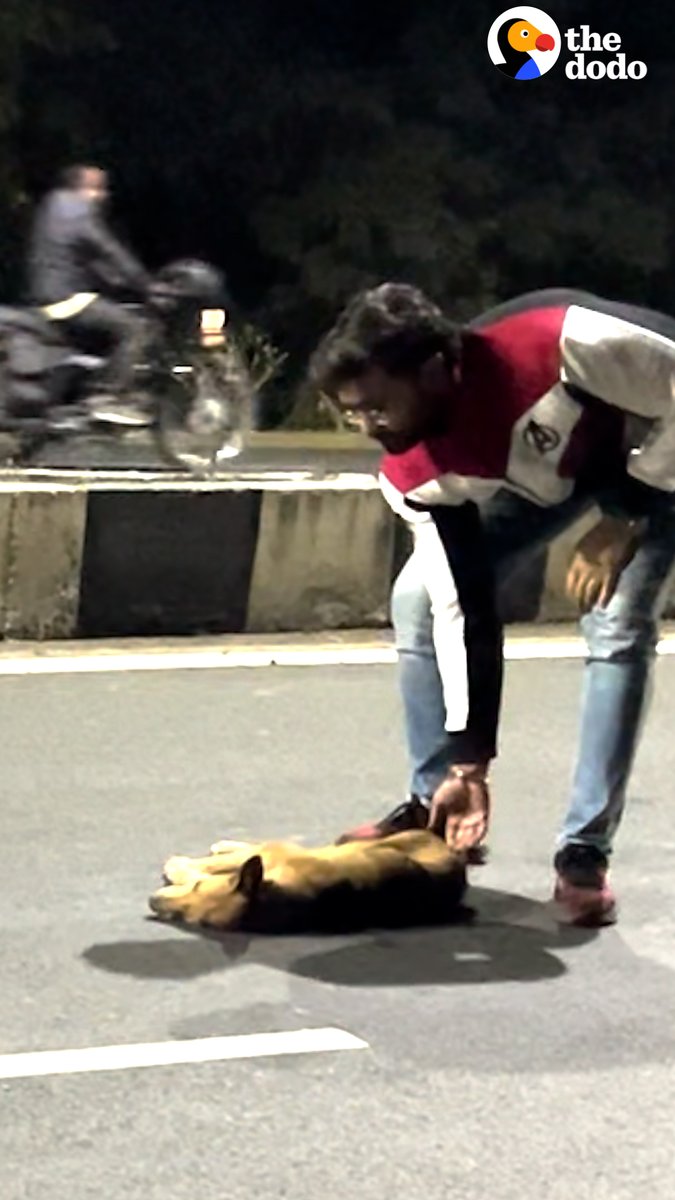 People see cars driving over a dog on the highway — and they're so glad they stopped ❤️