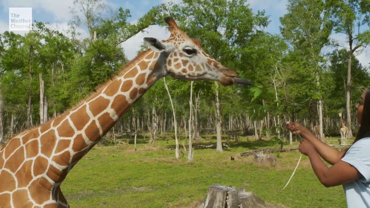 On this week's #FASTHomeRescue, Tre and Cierra are going on an adventure to the Audubon Species Survival Center in New Orleans. 🦒 WATCH to see how Hurricane #Ida impacted the giraffe habitat, and tune in Sunday night at 10/9c for two back-to-back NEW episodes!