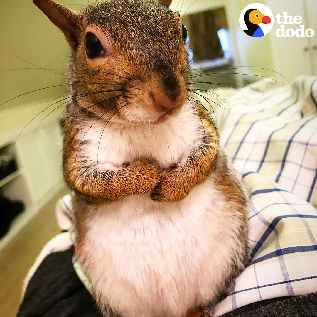 This squirrel gets what she wants 💅😍