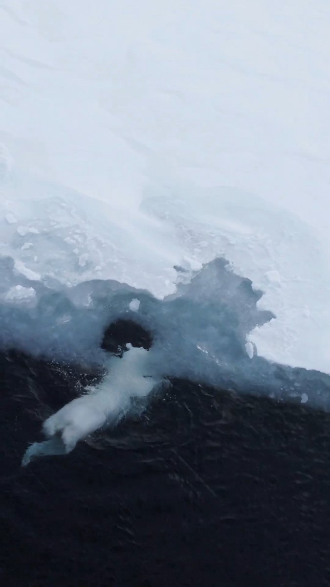 “Once the harsh winter is gone, when come the good and easier days, we often encounter bears swimming by the ice edge. Polar bears are extremely capable of having fun alone with whatever they find.” - Florian Ledoux cc: Florian Ledoux