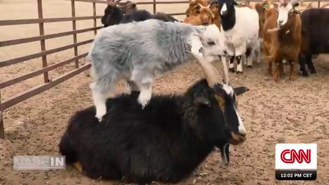 Cashmere: Mongolia's golden fleece
