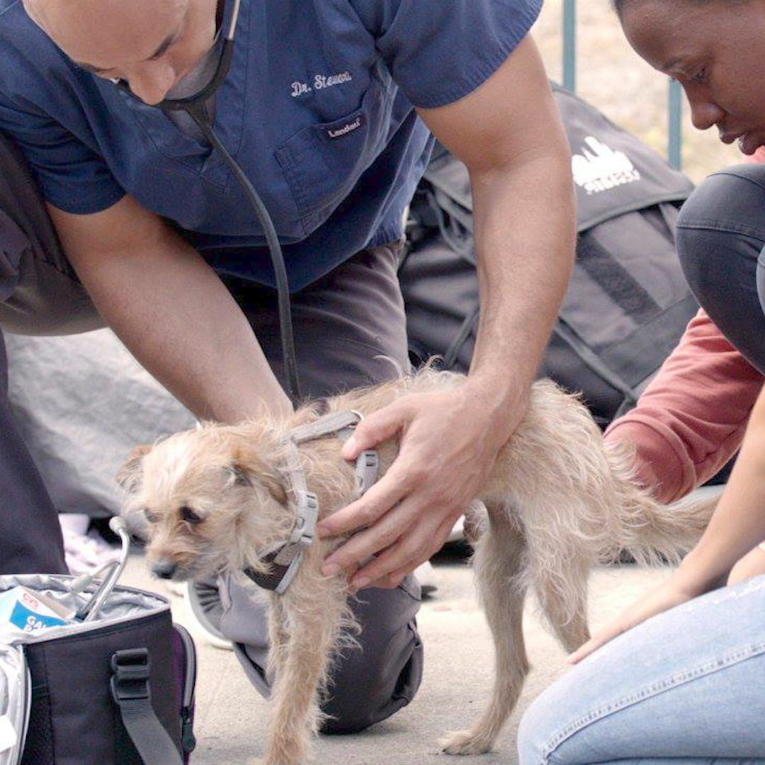 Vet walks the streets to help homeless people's dogs ❤️ Dr. Kwane Stewart