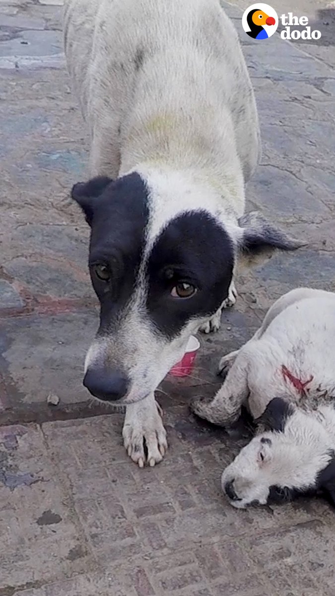Mama dog won't stop crying until someone helps her puppy — watch them reunite once he's feeling better 💗